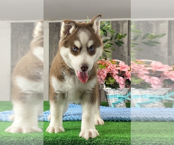 Medium Photo #4 Siberian Husky Puppy For Sale in CANOGA, NY, USA