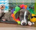 Small #1 Plott Hound Mix