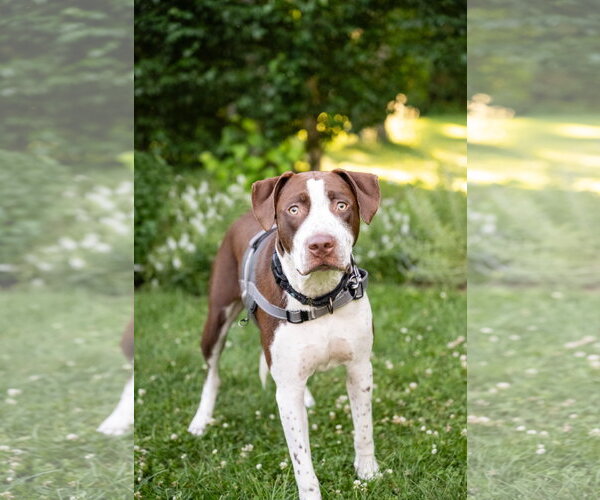 Medium Photo #8 American Pit Bull Terrier-Unknown Mix Puppy For Sale in Minneapolis, MN, USA