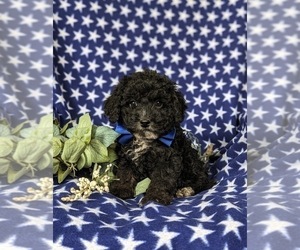 Poodle (Miniature) Puppy for Sale in KIRKWOOD, Pennsylvania USA
