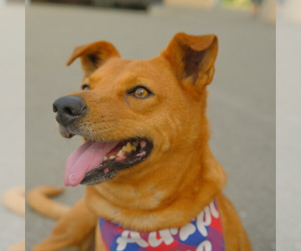 Medium Photo #8 Mutt Puppy For Sale in San Jose, CA, USA