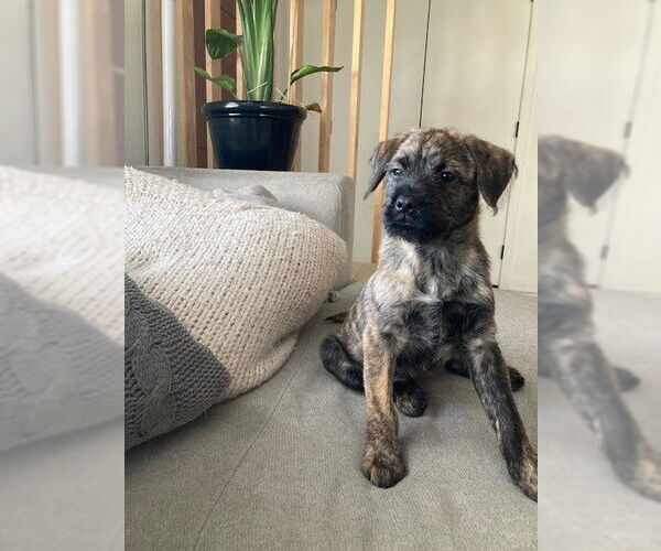 Medium Photo #5 Mutt Puppy For Sale in St. Louis Park, MN, USA