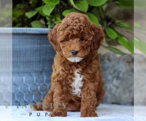 Goldendoodle (Miniature) Puppy for sale in EAST EARL, PA, USA