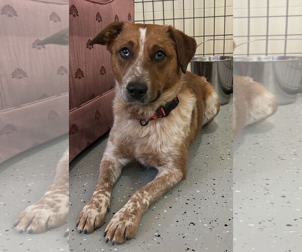 Medium Photo #4 Red Heeler-Unknown Mix Puppy For Sale in Williamsburg, IA, USA