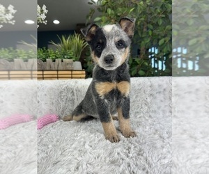 Australian Cattle Dog Puppy for sale in GREENFIELD, IN, USA