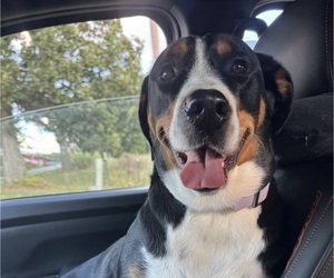 Mother of the Bernese Mountain Dog-Greater Swiss Mountain Dog Mix puppies born on 03/25/2026