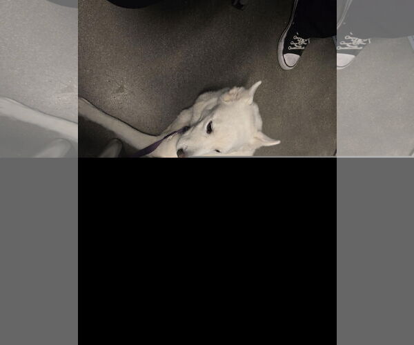 Medium Photo #1 German Shepherd Dog-Unknown Mix Puppy For Sale in Houston, TX, USA