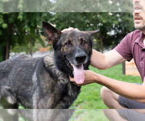 German Shepherd Dog Dogs for adoption in Princeton, MN, USA