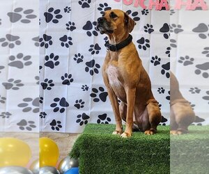 Mastiff-Unknown Mix Dogs for adoption in Bullard, TX, USA