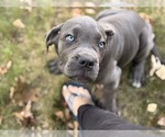 Small #3 Cane Corso