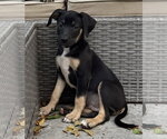 Small #1 Mutt