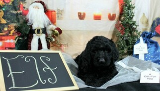Labradoodle Puppy for sale in KINGSDALE, PA, USA