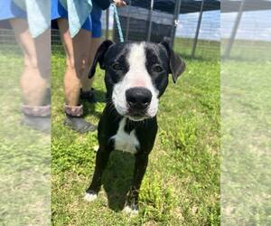 Stevens - Male Mutt Dog for Adoption - Photo #4
