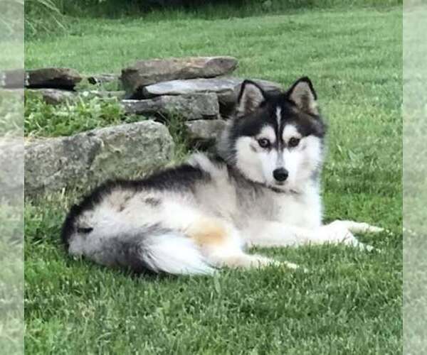 Medium Photo #1 Pomsky Puppy For Sale in SAVOY, MA, USA