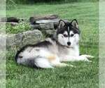 Small Photo #1 Pomsky Puppy For Sale in SAVOY, MA, USA