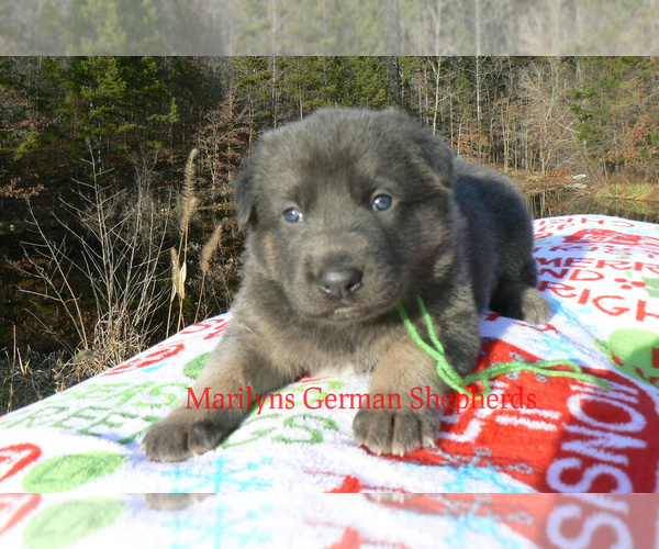 Medium Photo #2 German Shepherd Dog Puppy For Sale in PIEDMONT, MO, USA