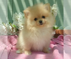 Pomeranian Puppy for sale in BEVERLY HILLS, CA, USA