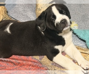 Medium Cane Corso-Saint Bernard Mix