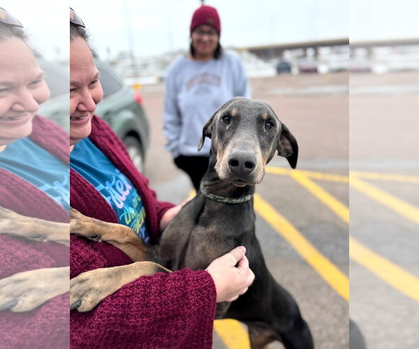 Medium Photo #7 Doberman Pinscher Puppy For Sale in Buffalo, MN, USA