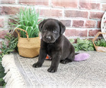 Small #1 Labrador Retriever