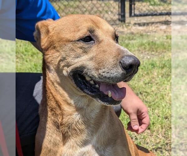 Medium Photo #2 German Shepherd Dog-Staffordshire Bull Terrier Mix Puppy For Sale in Houston, TX, USA