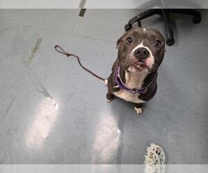 Mutt Dogs for adoption in Denver, CO, USA