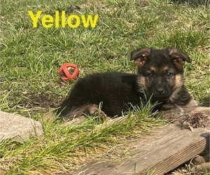 Medium German Shepherd Dog