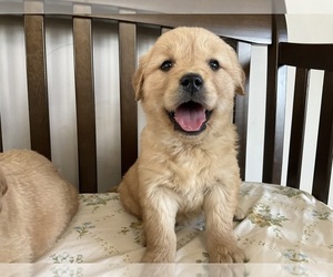 Golden Retriever Puppy for sale in MEMPHIS, MO, USA