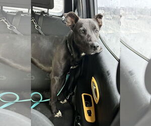 Mavi Lizman - Female Mutt Dog for Adoption - Photo #24
