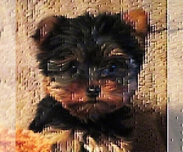 Medium Photo #8 Yorkshire Terrier Puppy For Sale in BOCA RATON, FL, USA
