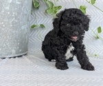 Small #4 Poodle (Toy)