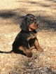 Small Photo #19 Gordon Setter Puppy For Sale in PADUCAH, KY, USA