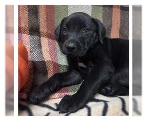 Labrador Retriever-Unknown Mix Dogs for adoption in SHERBURNE, NY, USA