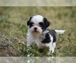 Small #6 Shih Tzu