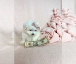 Small #12 Maltese