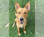 Small #3 Australian Kelpie-Golden Retriever Mix