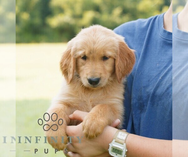 Medium Photo #2 Golden Retriever Puppy For Sale in GAP, PA, USA