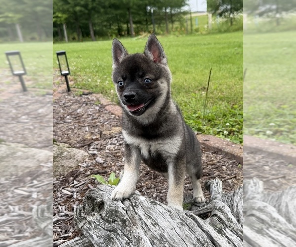 Medium Photo #4 Alaskan Klee Kai-Pomsky Mix Puppy For Sale in ATHENS, WI, USA