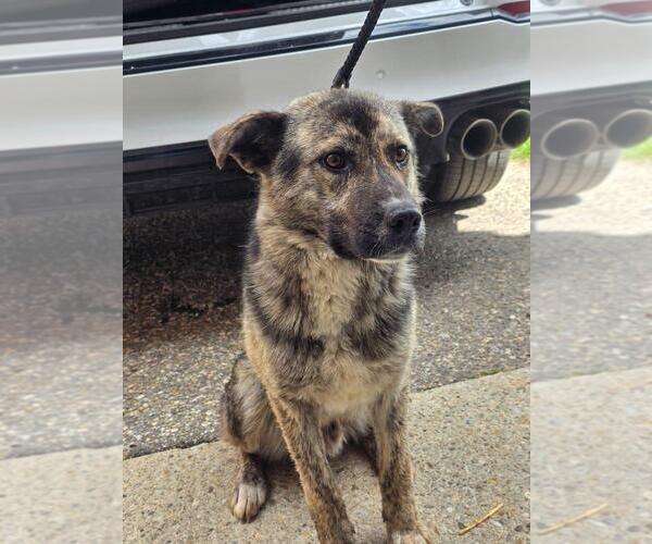 Medium Photo #2 Mutt Puppy For Sale in Calgary, Alberta, Canada