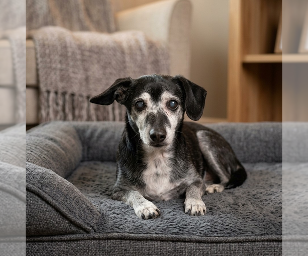 Medium Photo #1 Chiweenie Puppy For Sale in Vail, AZ, USA