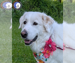 Small Great Pyrenees