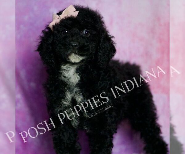 Medium Photo #22 Poodle (Miniature) Puppy For Sale in WARSAW, IN, USA