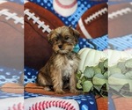 Small Photo #4 Shorkie Tzu Puppy For Sale in KIRKWOOD, PA, USA