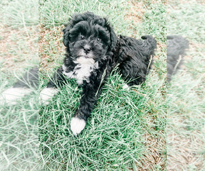 Aussiedoodle-Poodle (Toy) Mix Puppy for sale in MT PLEASANT, TN, USA