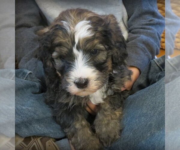 Medium Photo #1 Bernedoodle-Poodle (Standard) Mix Puppy For Sale in CANON CITY, CO, USA