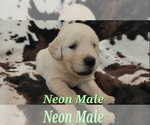 Puppy Neon Male Golden Retriever