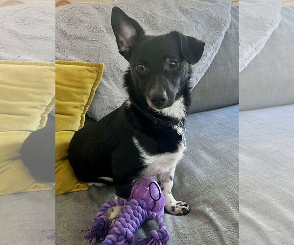 Medium Photo #1 Chiweenie Puppy For Sale in San Francisco, CA, USA
