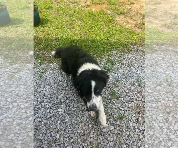 Medium Photo #8 Border Collie-Unknown Mix Puppy For Sale in Wakefield, RI, USA