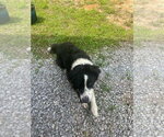 Small #7 Border Collie Mix