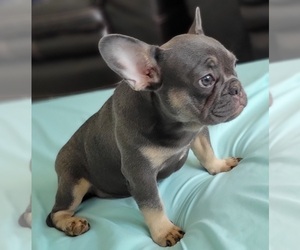French Bulldog Puppy for sale in WEST PALM BEACH, FL, USA